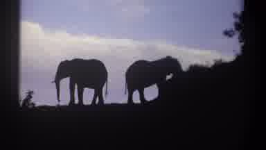 KENYA-1969: Silhouetted Elephants On Safari In Vintage 8mm Footage