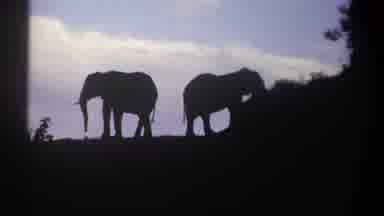 Kenya (1969): The Life Of A Animal