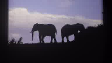 Kenya (1969): Elephant Roaming The Great Plains