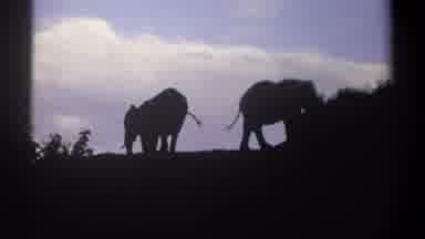 Kenya (1969): Elephants Grazing And Trotting At Dusk