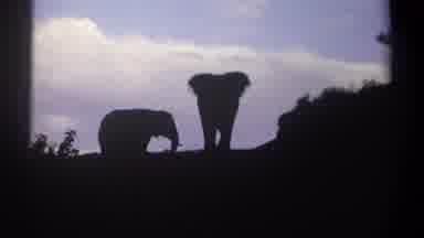 Kenya (1969): Elephants Silhouettes Coming Toward Photographer With Blue Sky And