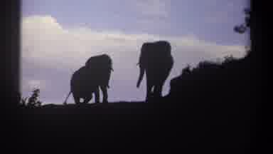 Kenya (1969): Free Roaming Elephants In Their Natural Habitat Meeting At The Top