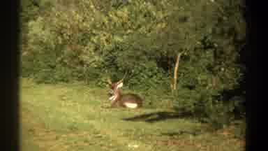 Kenya (1969): Brown Gazelle Sitting On Grassy Path On A Clear Day