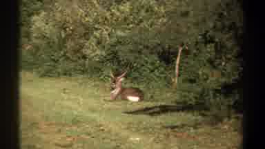 Kenya (1969): Mature Male Deer Lying Calmly Along Tree Line While Watching Grounds