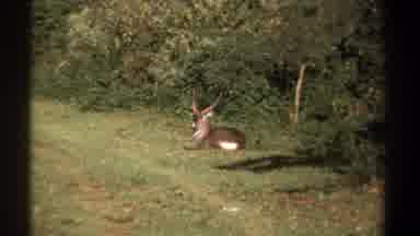 Kenya (1969): Wild Big Horned Goat Relaxing