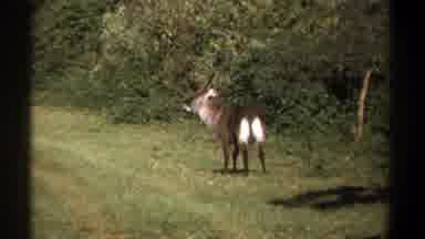 Kenya (1969): A Horned Animal Walks Slowly Down A Grass-Covered Path In Daylight