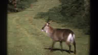 Kenya (1969): Animal In Nature Area