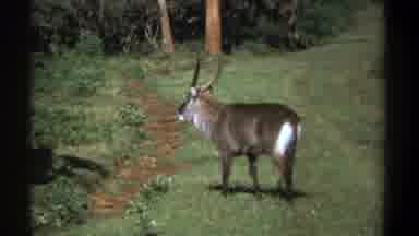 Kenya (1969): Animal In The Wild Forest