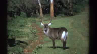 Kenya (1969): Deer Looking At Camera In The Woods With Grass And Trees In The