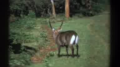 Kenya (1969): A Horned Mammal Walking In A Forest Clearing Near A Path