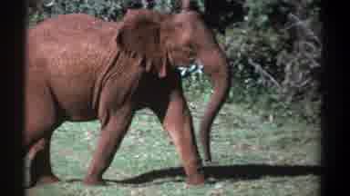 Kenya (1969): Baby Elephant Munching On Leaves
