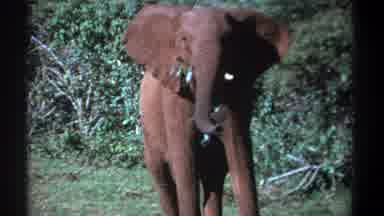 Kenya (1969): The Elephant Walking In The Forest