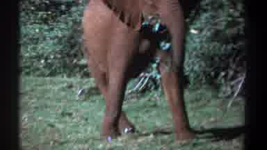 Kenya (1969): The Elephant Is Eating The Leaf In The Forest In The Morning