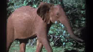Kenya (1969): Elephant Strolling While Feeding Is Suddenly Startled By Presence