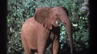 Kenya (1969): Mature Elephant Eating Shrubbery In A Dense Jungle Setting During