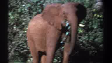 Kenya (1969): Eating Elephant Looks At Camera Man On A Sunny Day