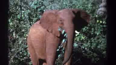 Kenya (1969): A Brown Elephant Standing Beside A Bush Chewing Leaves