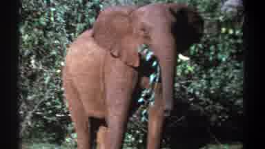 Kenya (1969): The Elephant Was Eating In The Forest