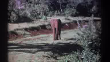 Kenya (1969): An Elephant Walking Towards A Camera Outside On Grass