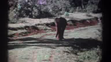 Kenya (1969): Elephant Walking In The Forest