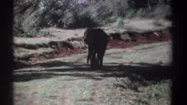 Kenya (1969): Baby Elephant Walking Through Natural Habitat Alone