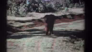 Kenya (1969): Elephant, Tusks, Big Animals, Africa, Walking