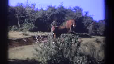 Kenya (1969): Elephants Hanging Out Around A Wooded Forest And Pasture