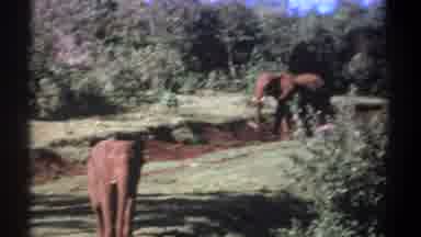 Kenya (1969): Elephants Roaming Ground