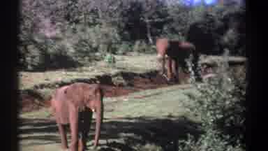 Kenya (1969): Elephants Standing Around Muddy Trail Among Lots Of Foliage And