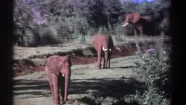 Kenya (1969): Two Elephants In The Savannah By The River Grazing With Trees In The