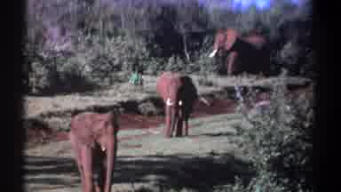 Kenya (1969): An Elephant Is Going To The Walk Slowly And Its Look Like So