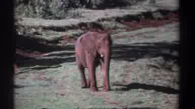 Kenya (1969): The Elephant Stand In The Forest