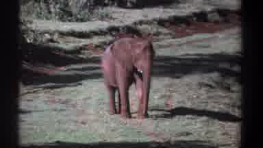 Kenya (1969): A Singular Red Elephant And Then A Cut To Two Red Elephants Alone In
