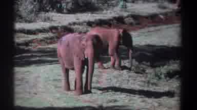 Kenya (1969): Two Elephants Walking In The Forest And One Person Taking Video