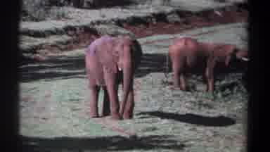 Kenya (1969): There Are Two Elephants And The One Is Eating The Foods
