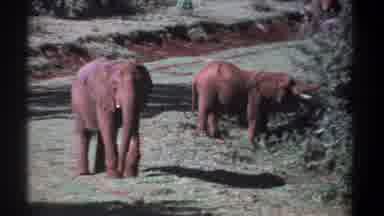 Kenya (1969): The Safari Was Not Complete Without Seeing The Beautiful Elephants