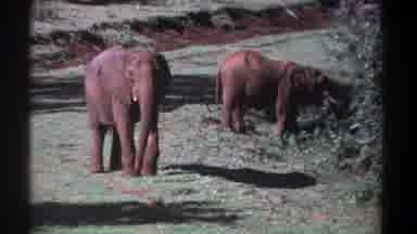 Kenya (1969): African Elephant Moving Around In Jungle & Eating Plant