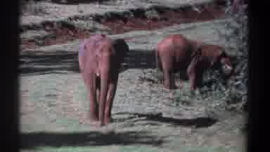 Kenya (1969): Elephant Bounding Down A Hill