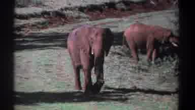Kenya (1969): Elephants Roaming
