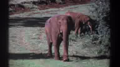 Kenya (1969): Scene Of Elephants Grazing And Walking On Dirt Path Towards Camera