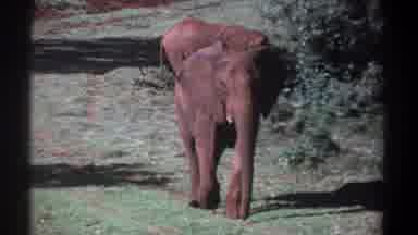 Kenya (1969): View Of Elephant Walking On Grass Path On A Sunny Day