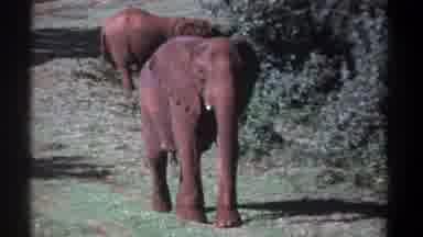 Kenya (1969): Two Brown Elephants Standing In Front Of Bushes One Eating