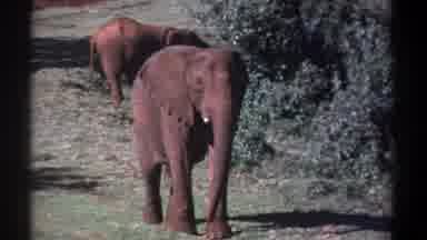 Kenya (1969): Someone Capturing The Wild Life Animal By Using Camera