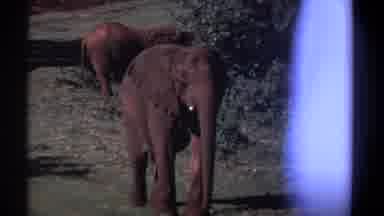 Kenya (1969): Two And Then Three Elephants Viewed In A Green Grassy Landscape