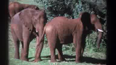 Kenya (1969): Three Brown Elephants Relaxing In The Wild While Watching Camera