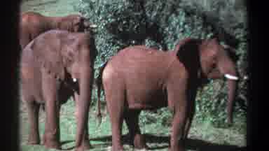 Kenya (1969): Three Elephants In Shrub Land Grazing On Trees
