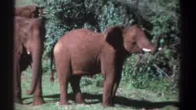 Kenya (1969): Two Elephants Stand Together Waving Their Trunks And Watching While