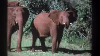 Kenya (1969): Old Footage Of A Herd Of Elephants Roaming In The Wild