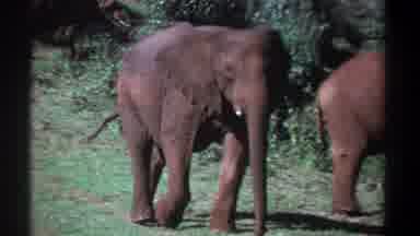 Kenya (1969): The Two Elephants Are Walking Cross To The Forest Area