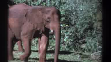 Kenya (1969): Elephant Walking In The Forest